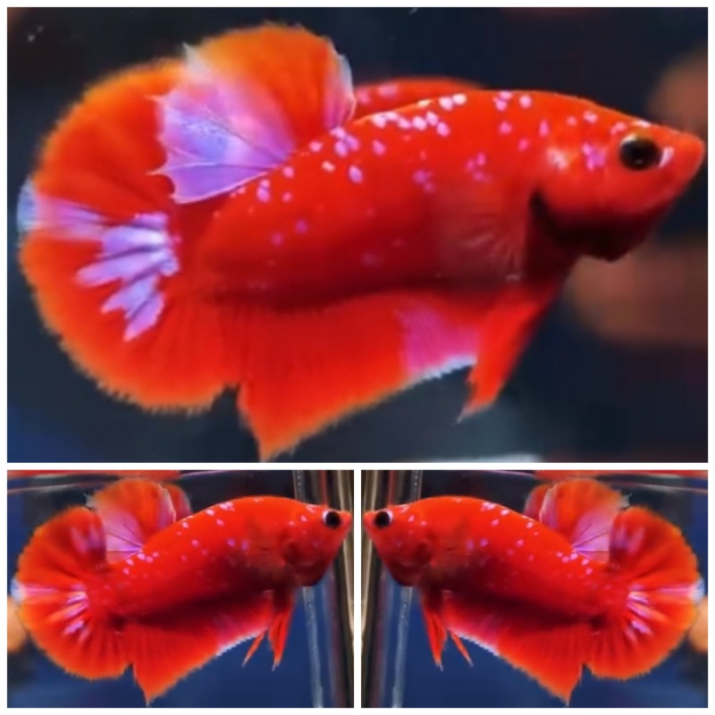 Young Red Purple Galaxy #2