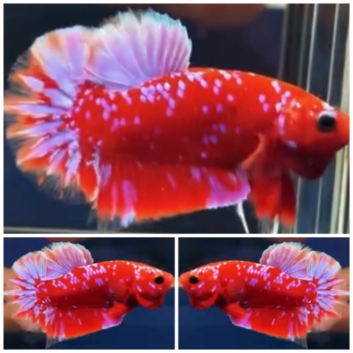 Young Red Purple Galaxy #3
