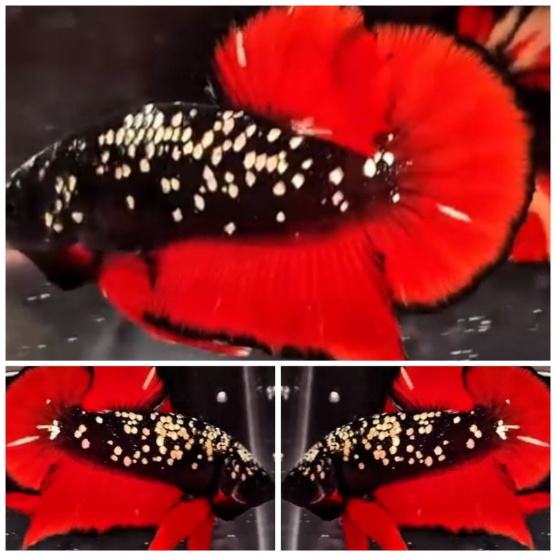 Avatar Red Copper