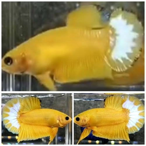 Pair Yellow Hellboy Star Tail