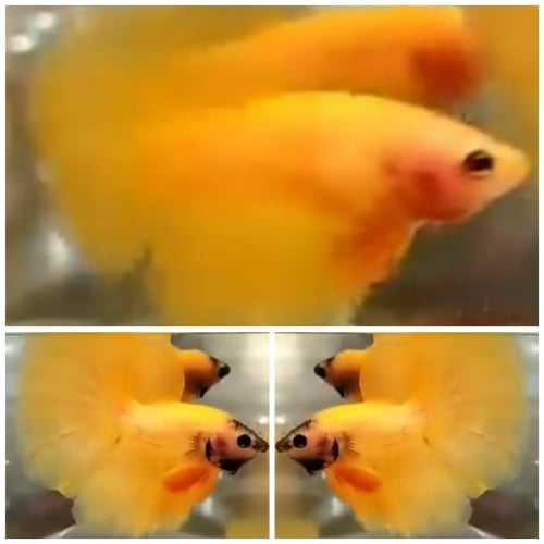 Pair Yellow Halfmoon