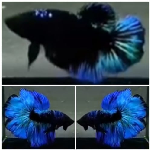 Pair Avatar Blue