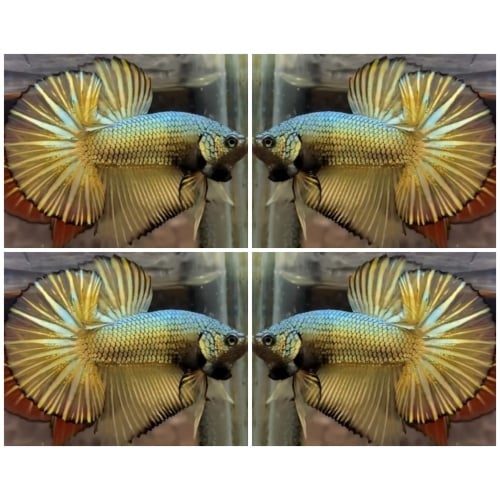 Yellow Gold Dragon HMPK