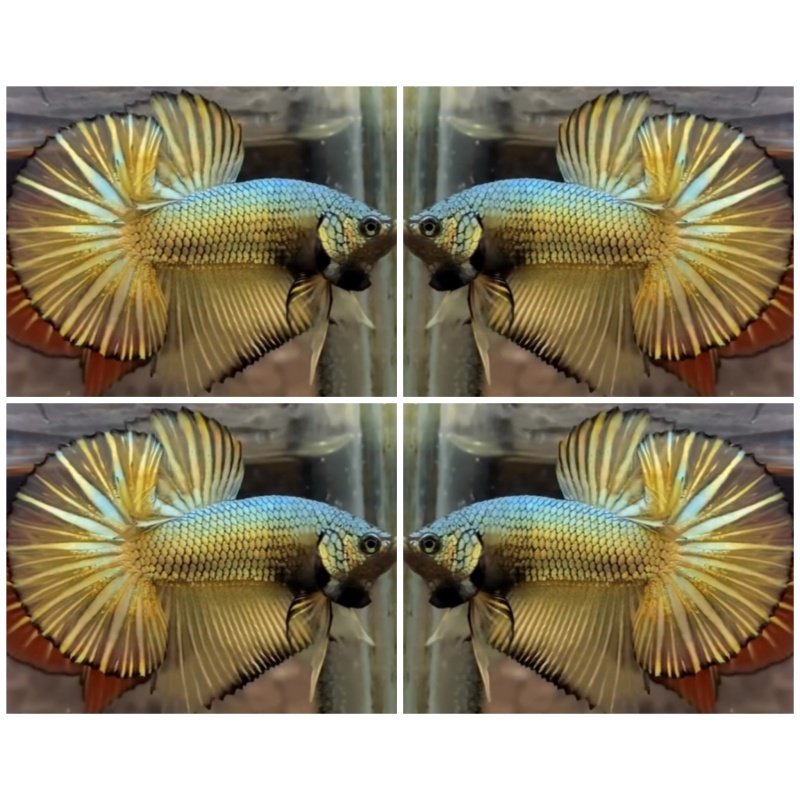 Yellow Gold Dragon HMPK