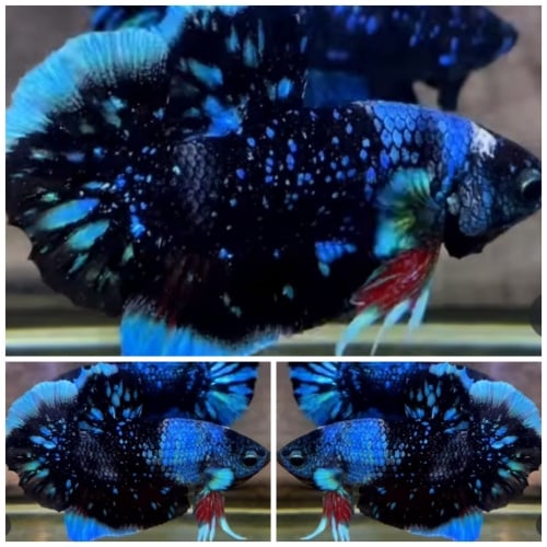Best Avatar Nebula
