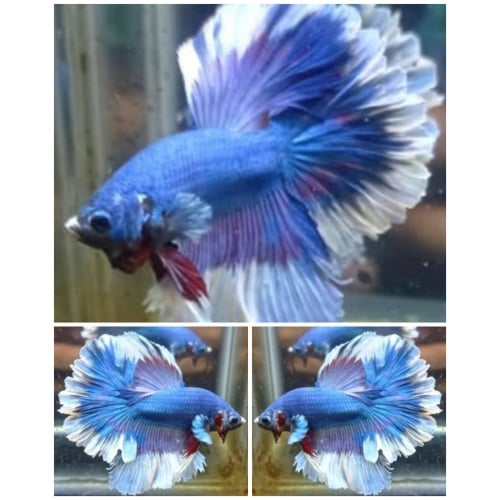 Blue Butterfly Rosetail