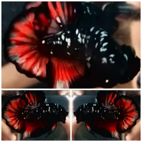 Avatar Fire Copper