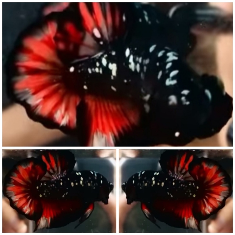 Avatar Fire Copper