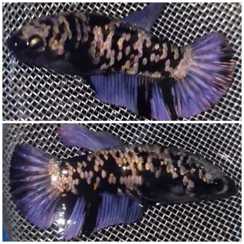Female Avatar Copper Purple