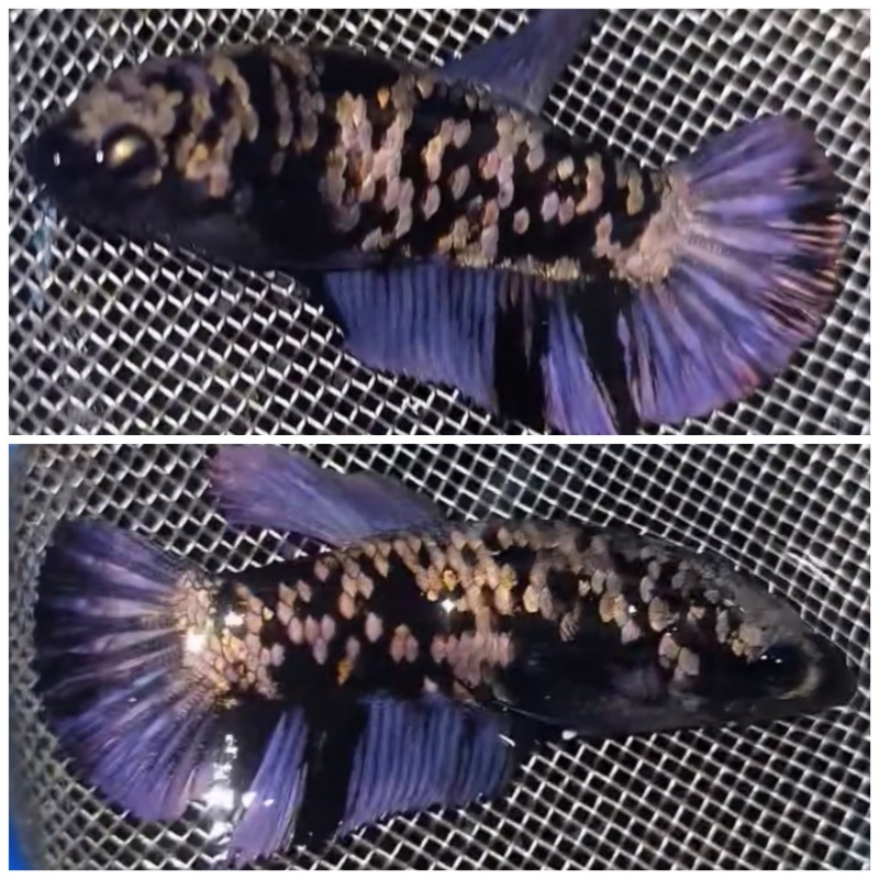Female Avatar Copper Purple