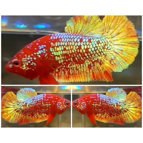 Red Gold Galaxy