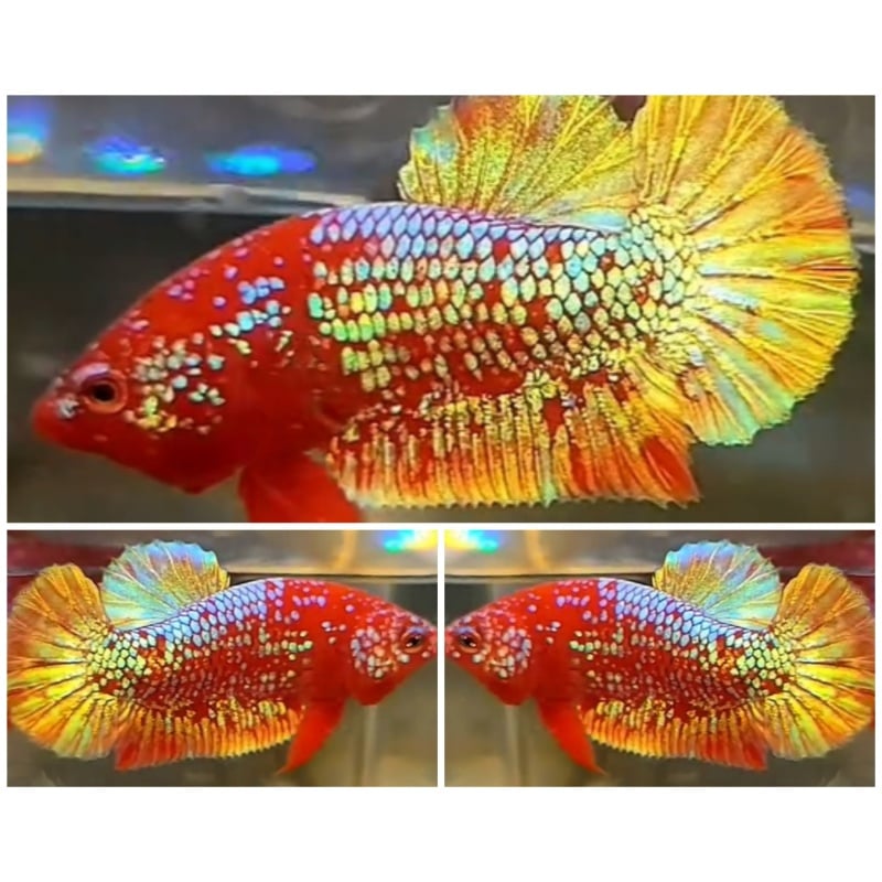 Red Gold Galaxy