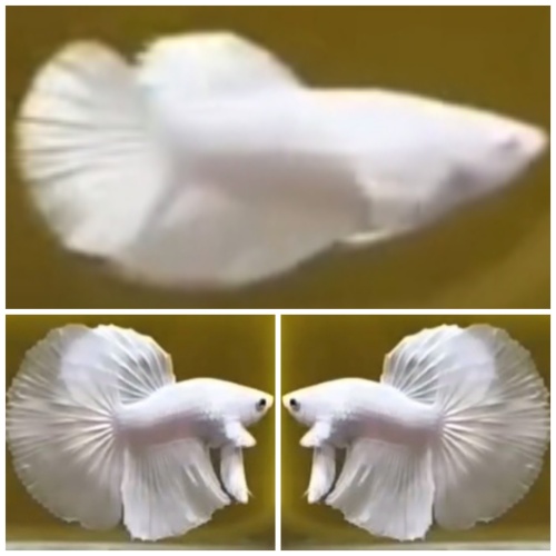 Young Pair White Platinum