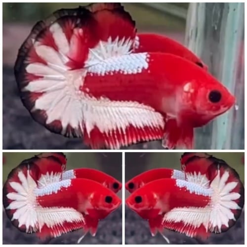 Red Fancy Balance Startail