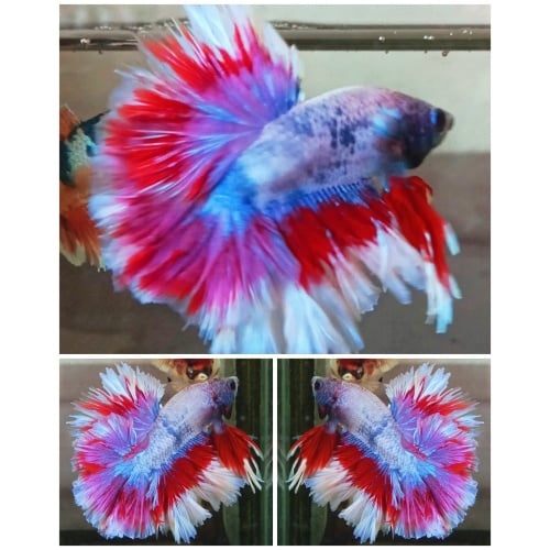King Fancy Rosetail