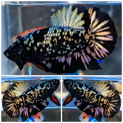Avatar Copper