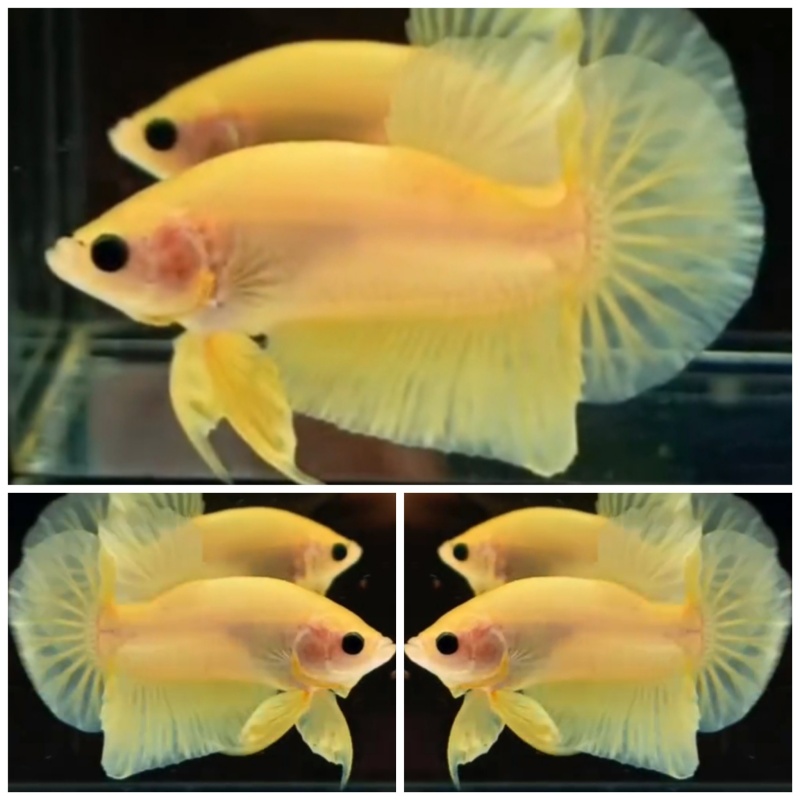 Yellow Banana