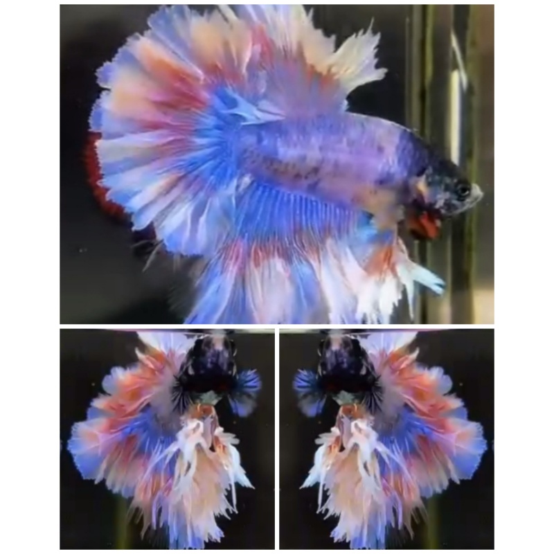 Fancy King Rosetail