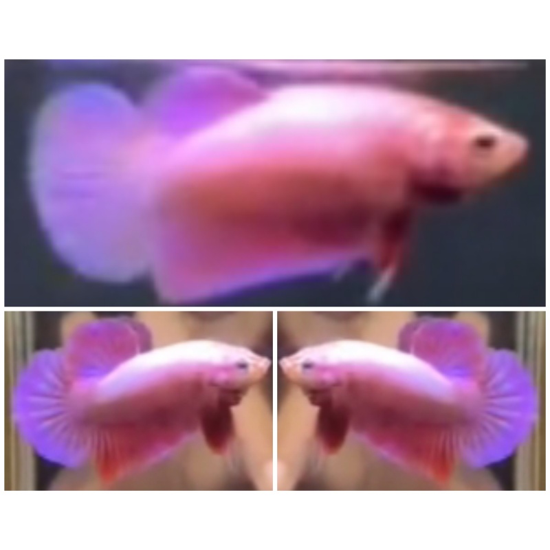 Pair Pink Aurora