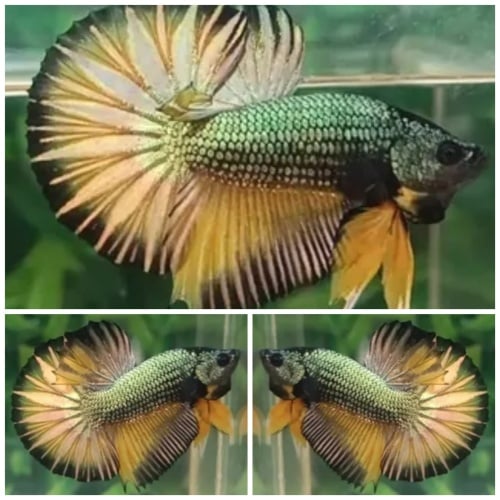 Best Yellow Copper HMPK