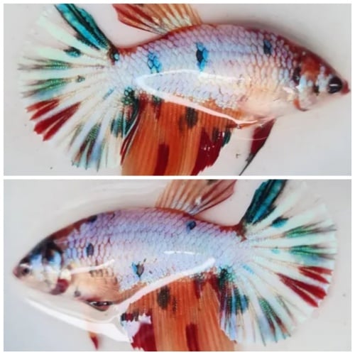 Female Candy HMPK