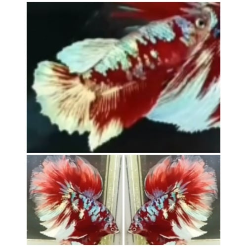 Pair Red Barongsai