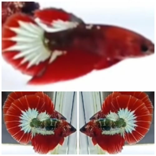 Pair Red Army FCCP