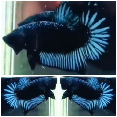 Blue Black Star Tail