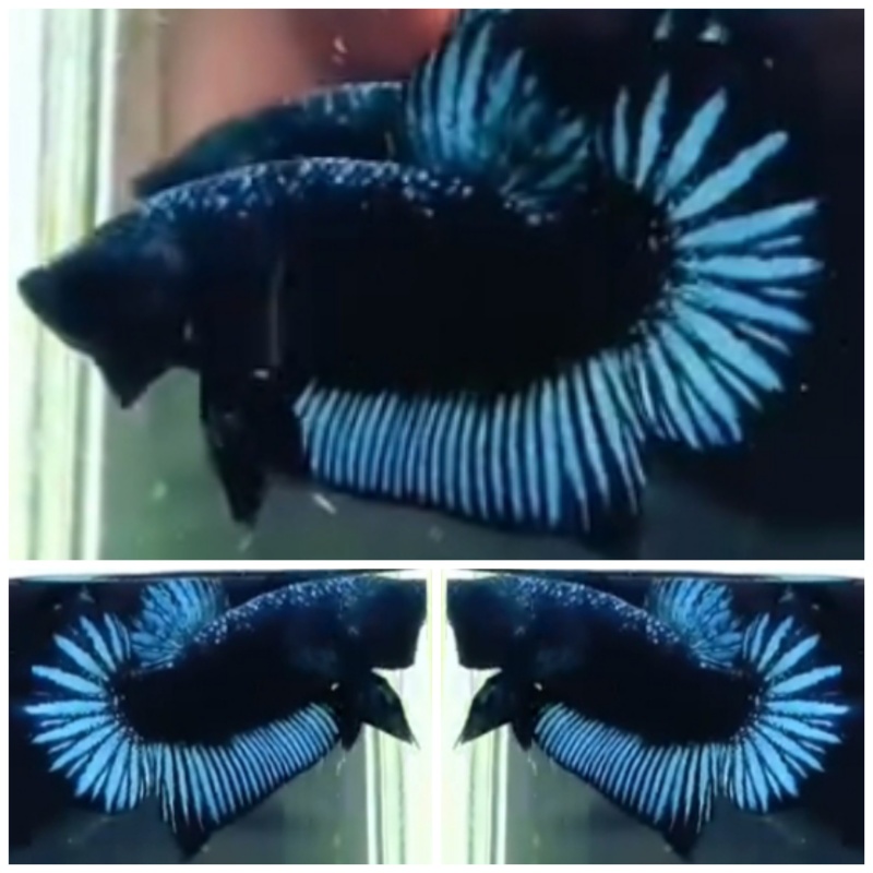 Blue Black Star Tail