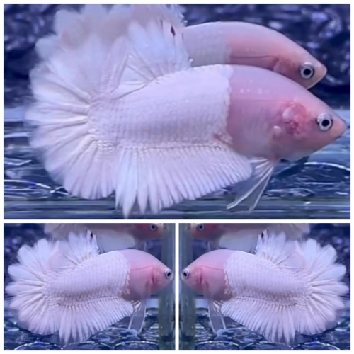 Sweet White Casper