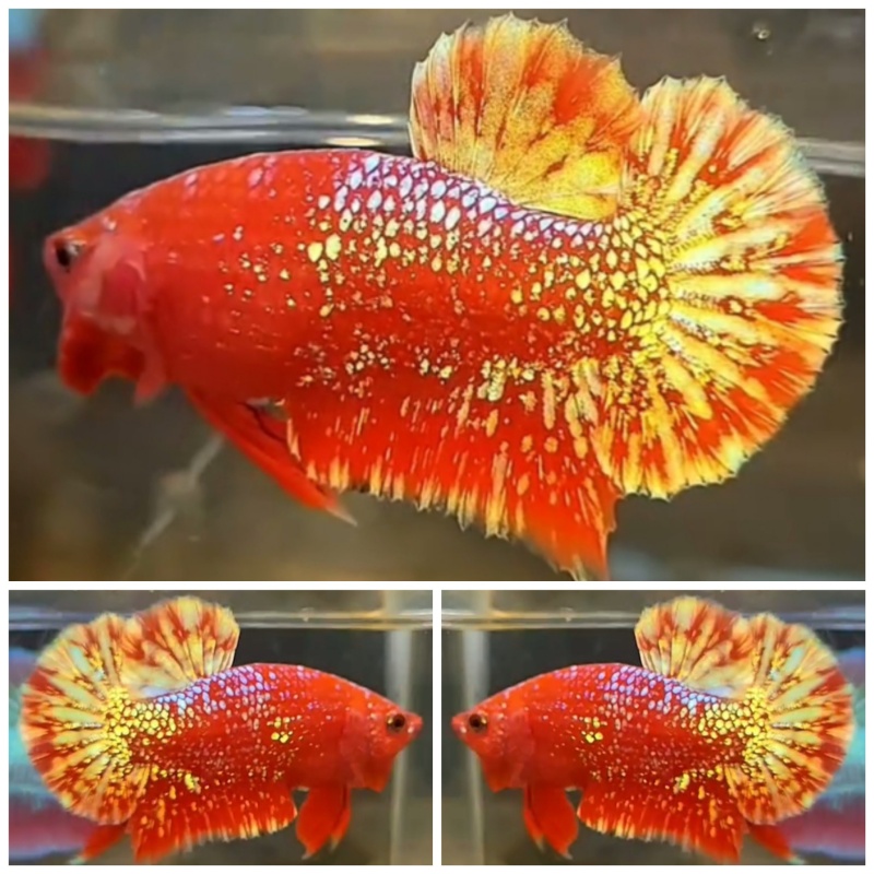 VVIP Red Gold Galaxy