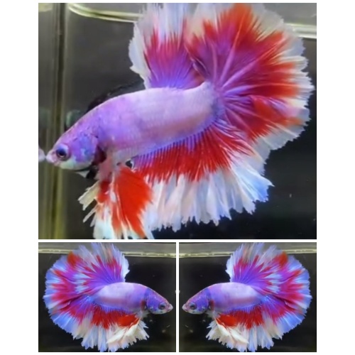 Fancy Purple Rosetail