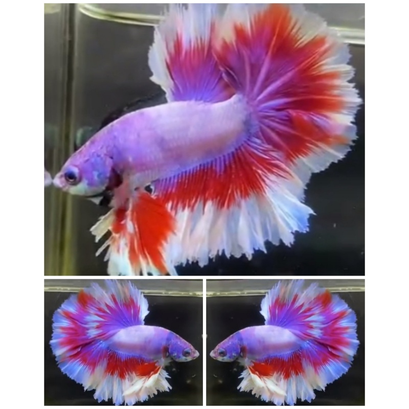 Fancy Purple Rosetail