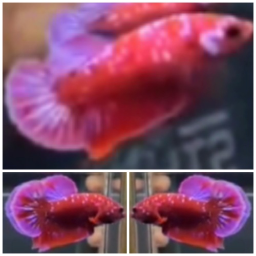 Pair Red Purple Galaxy