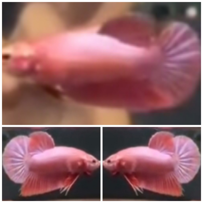 Pair Pink Aurora