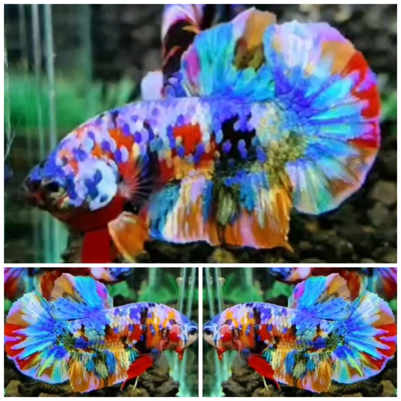 Fancy Rainbow