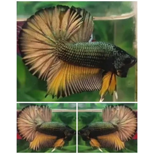 Yellow Copper HMPK