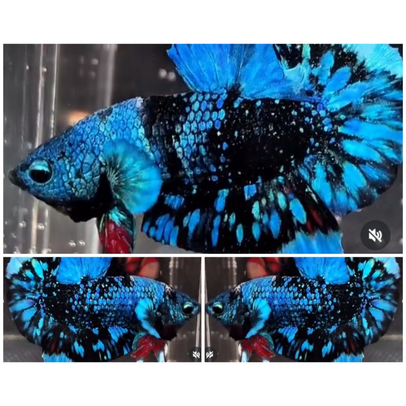 Avatar Nebula