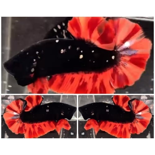 Black Nemo