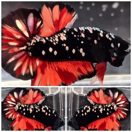 Avatar Nemo Copper