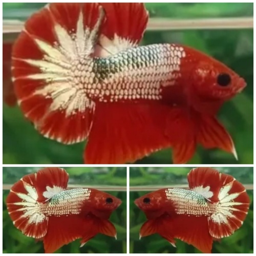 Red Head Startail HMPK