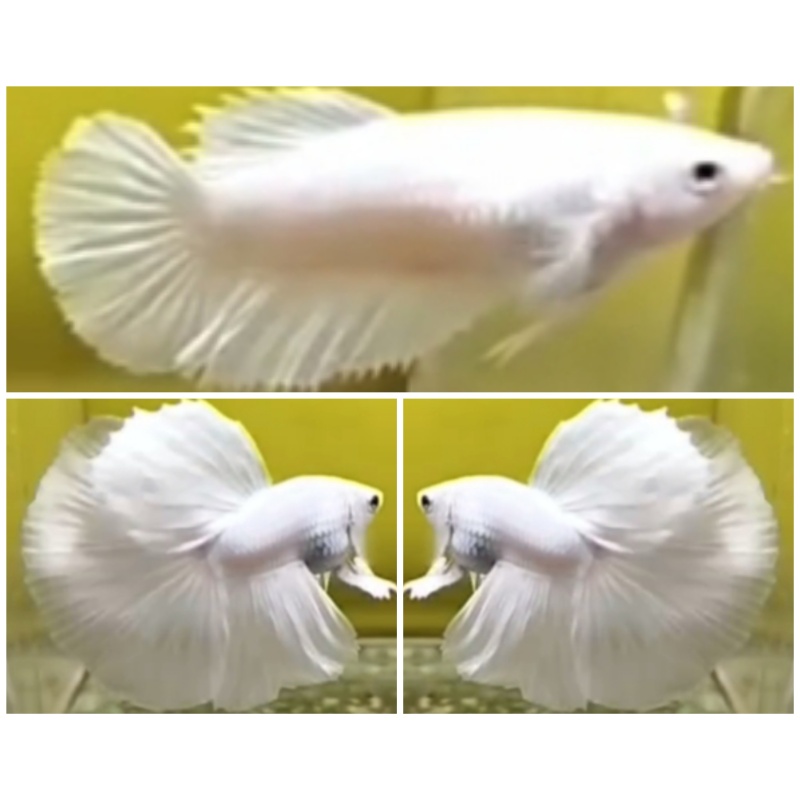 Pair White Platinum