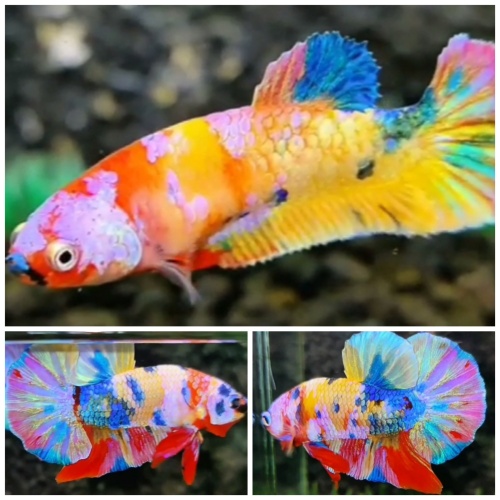 Pair Lovely Candy