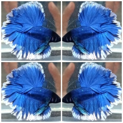 Blue Butterfly