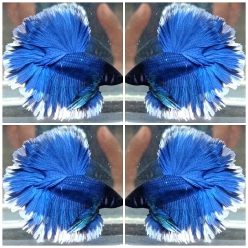 Blue Butterfly
