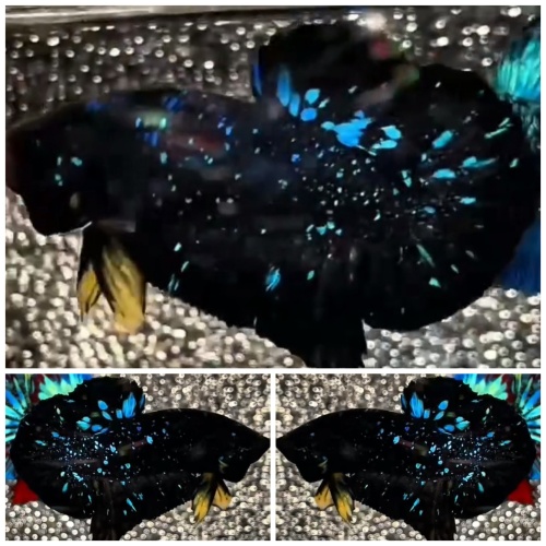 Avatar Glitter #2