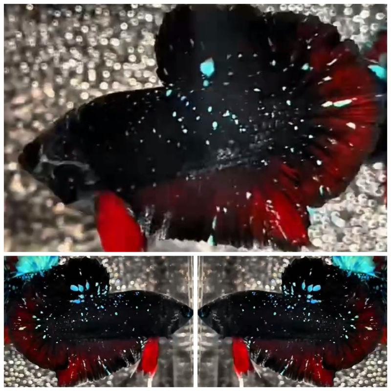 Avatar Glitter #1