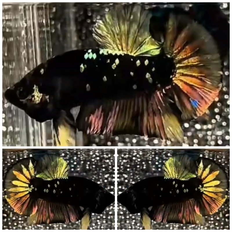 Avatar Gold Copper