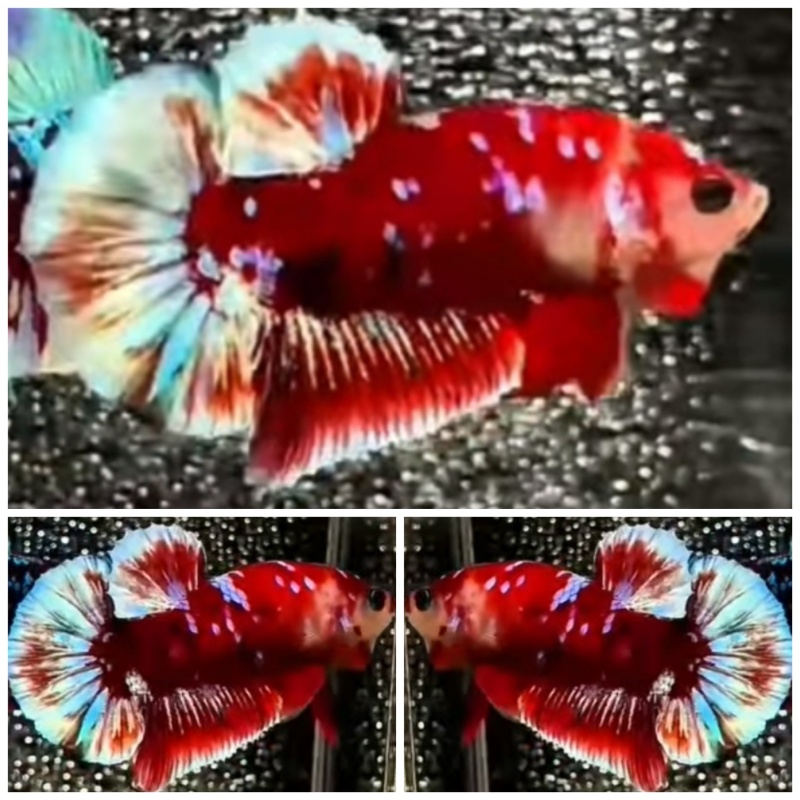 Red Barongsai