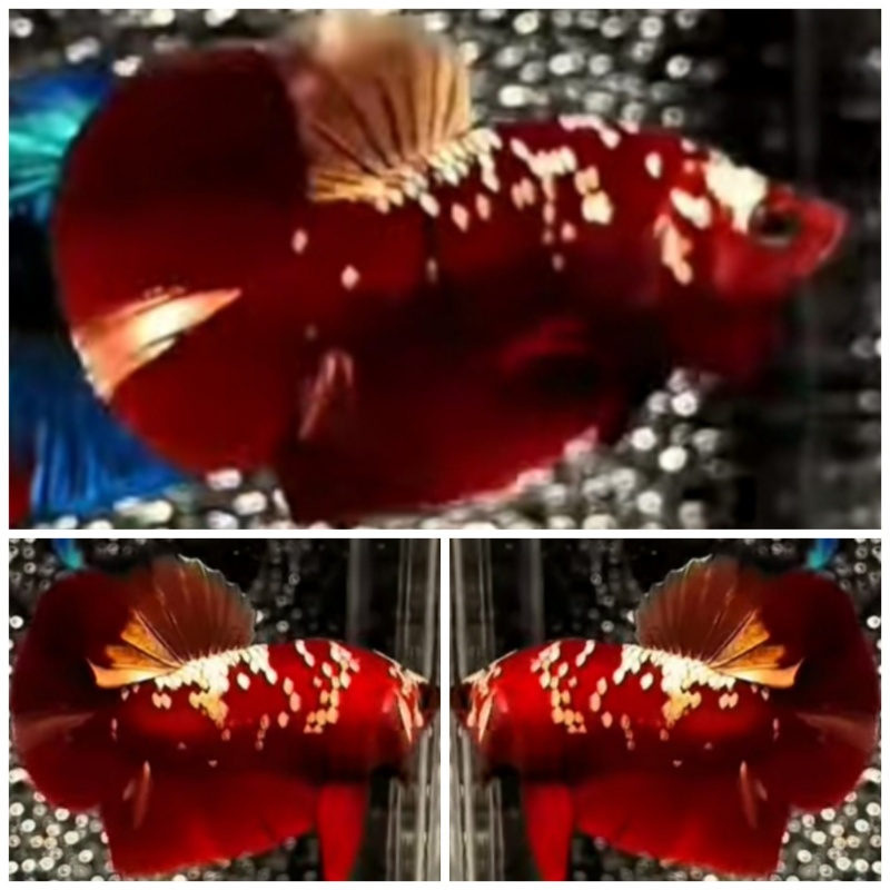 Red Gold Galaxy